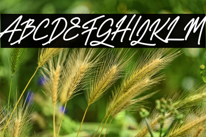 MarioseFREE Example 1