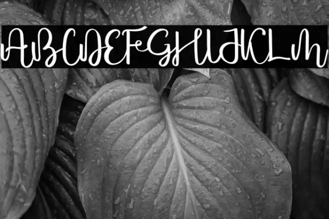 Mariosha Font examples