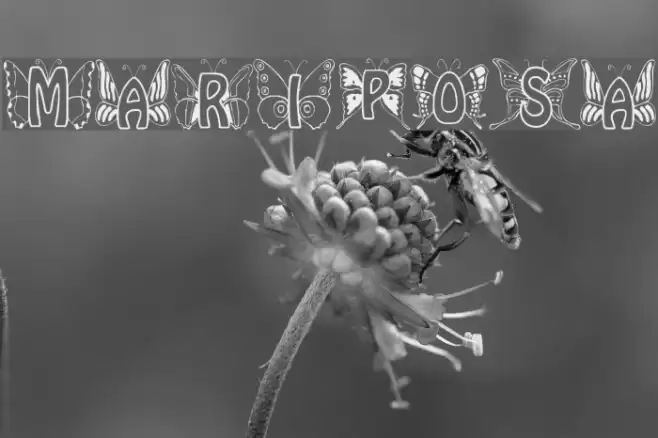 Mariposa Font examples