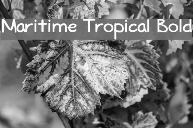 Maritime Tropical Bold Font examples