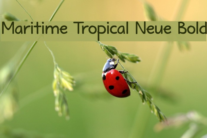 Maritime Tropical Neue Bold Font examples