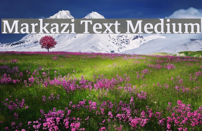 Markazi Text Medium Font examples