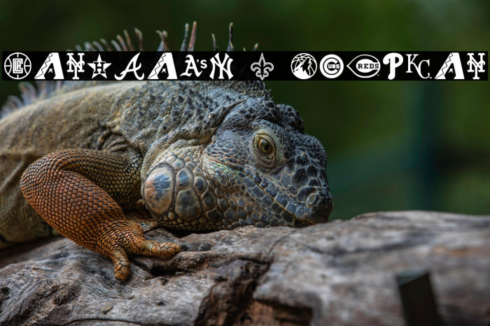 Markbats 7 Regular Example 2