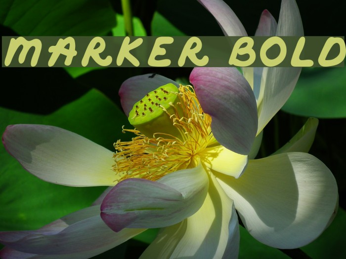 Marker Bold Font examples
