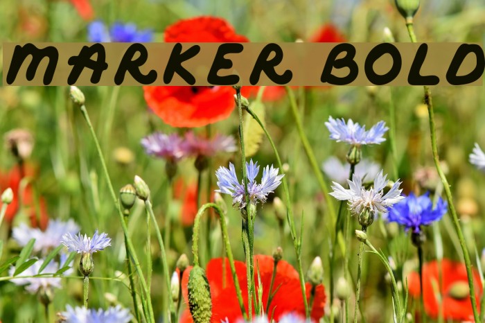 Marker Bold Font examples