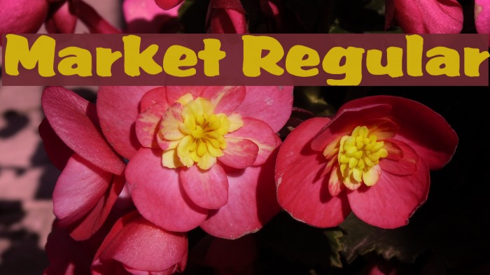 Market Regular Font examples