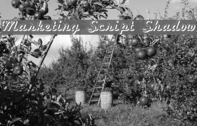 Marketing Script Shadow Font examples