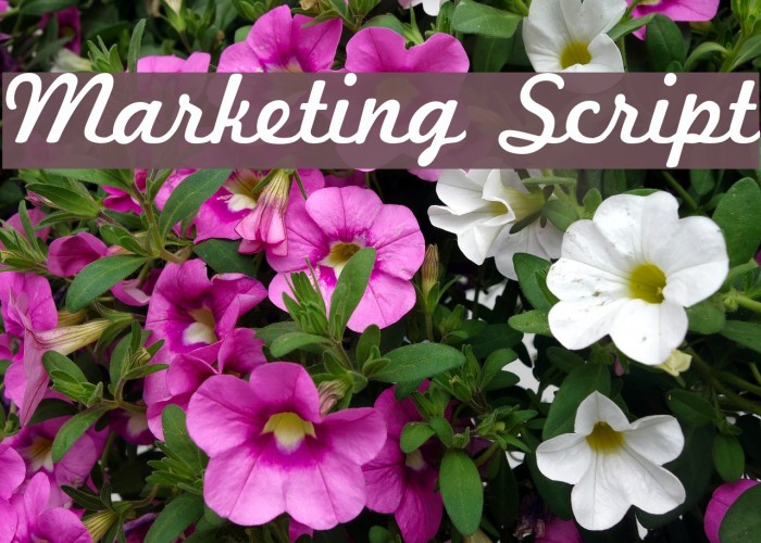 Marketing Script Font examples