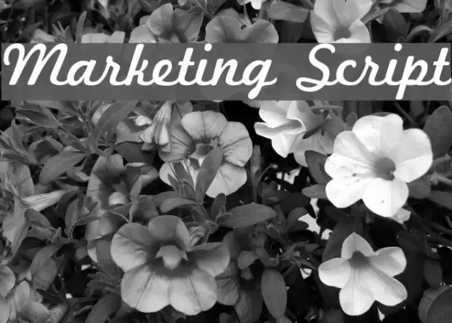 Marketing Script Font examples