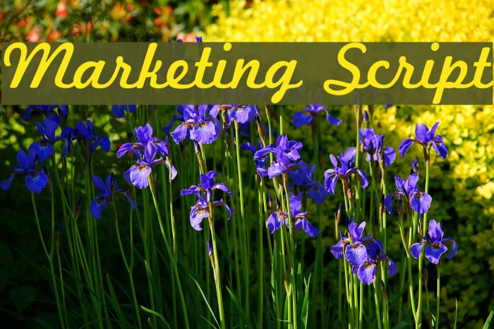 Marketing Script Font examples