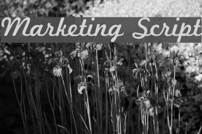 Marketing Script Font examples