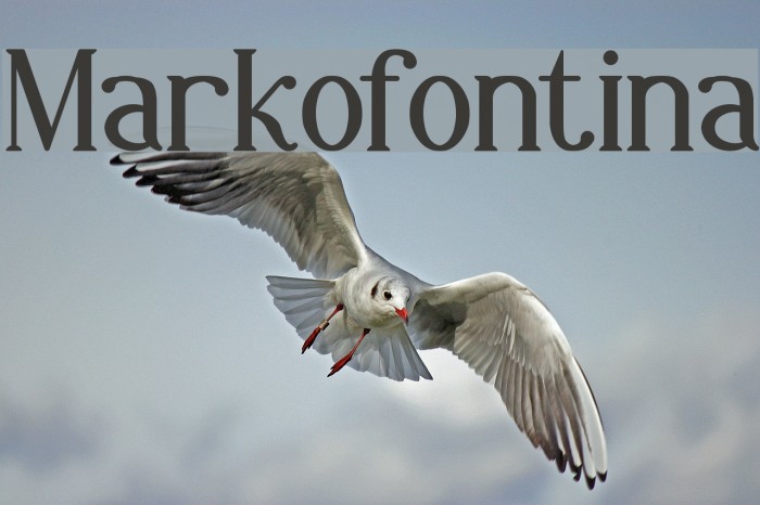 Markofontina Font examples
