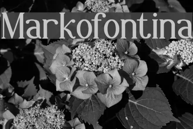Markofontina Font examples