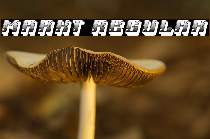 Markt Regular Example 1