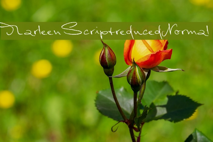 MarleenScriptreduced-Normal Font examples