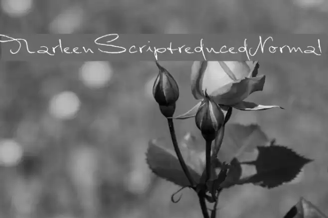 MarleenScriptreduced-Normal Font examples