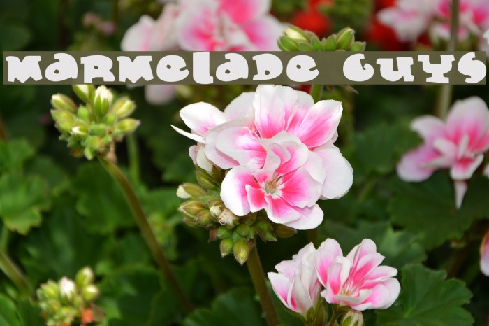 Marmelade Guys Font examples