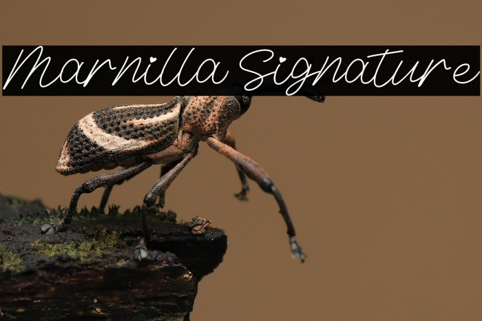 Marnilla Signature Example 1