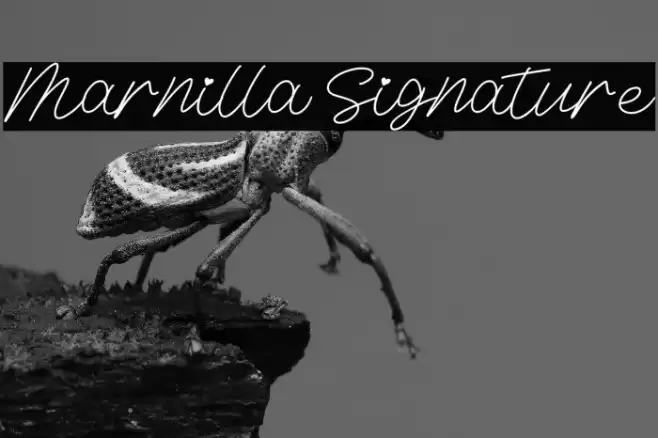 Marnilla Signature Font examples