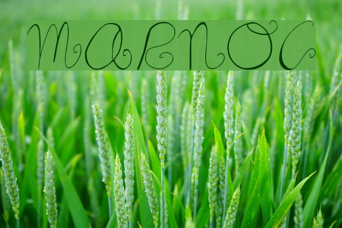 Marnoc Font examples