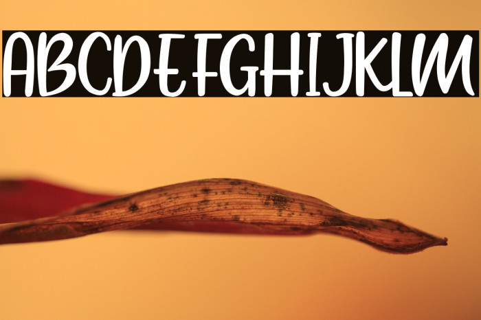 Maron American Example 1