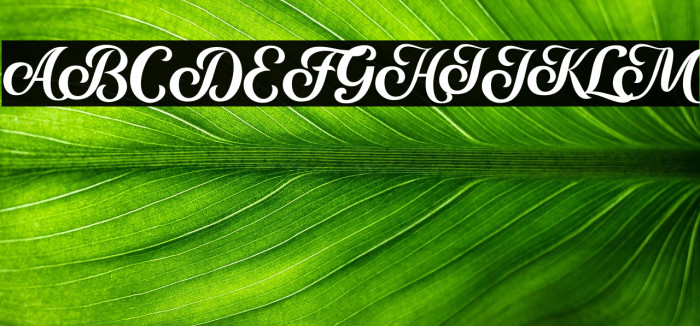 Marons Regular Example 1