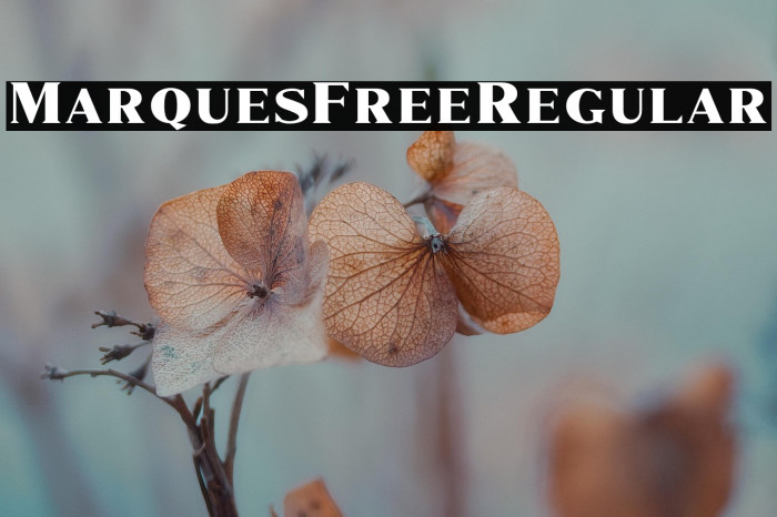 MarquesFree-Regular Example 1