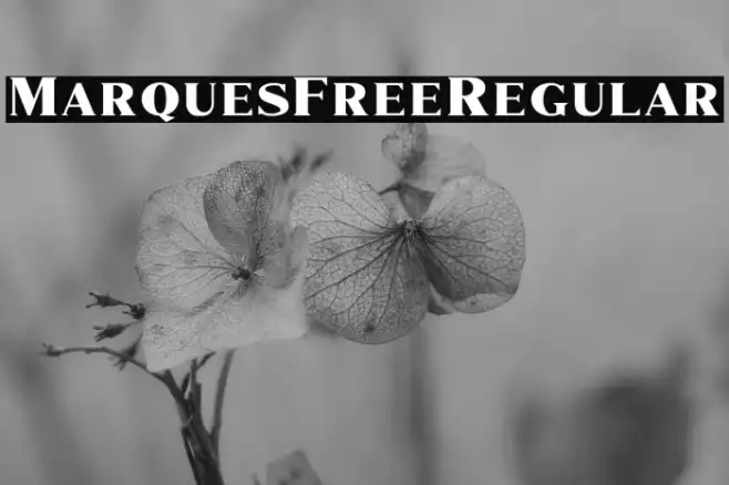 MarquesFree-Regular Example 1