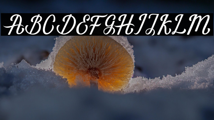 MarriaScript Example 2