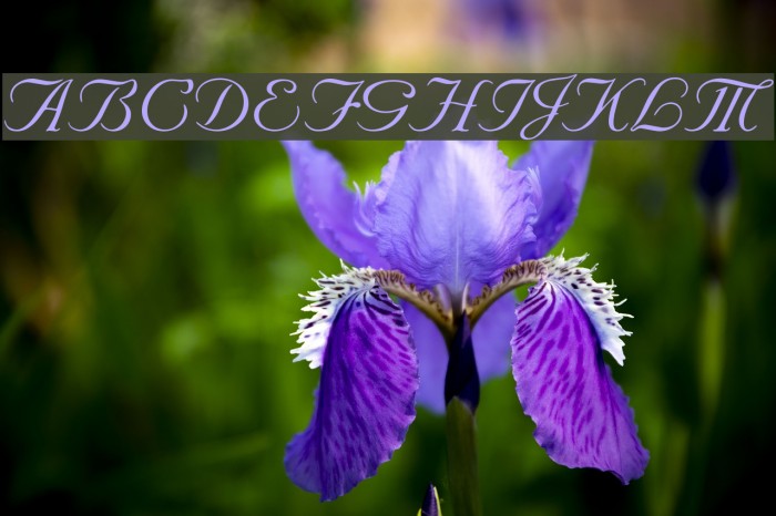 Marriage Script Normal لخطوط تنزيل examples