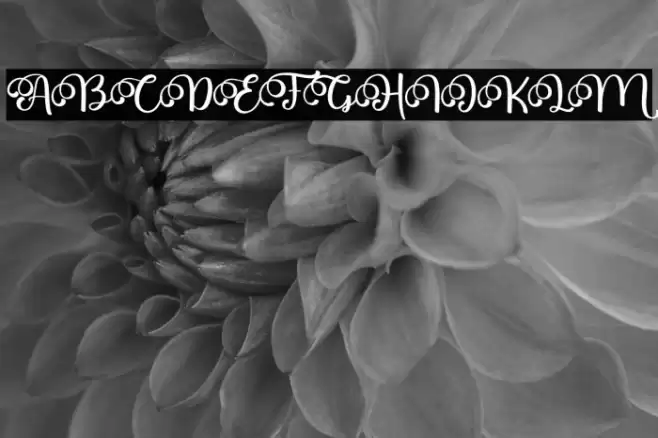 Marry You Font examples