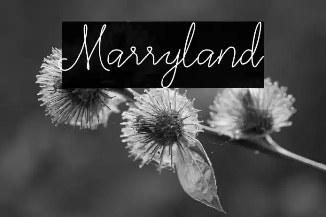 Marryland Font examples