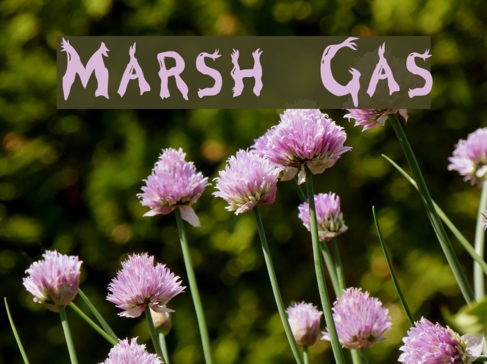 Marsh Gas Font examples