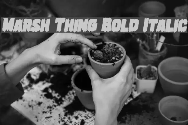 Marsh Thing Bold Italic examples