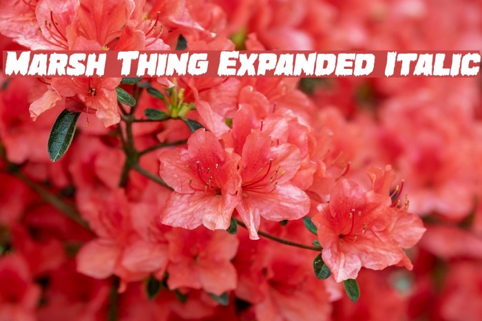 Marsh Thing Expanded Italic Font examples
