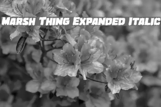 Marsh Thing Expanded Italic フォント examples