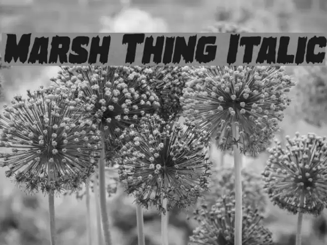 Marsh Thing Italic examples