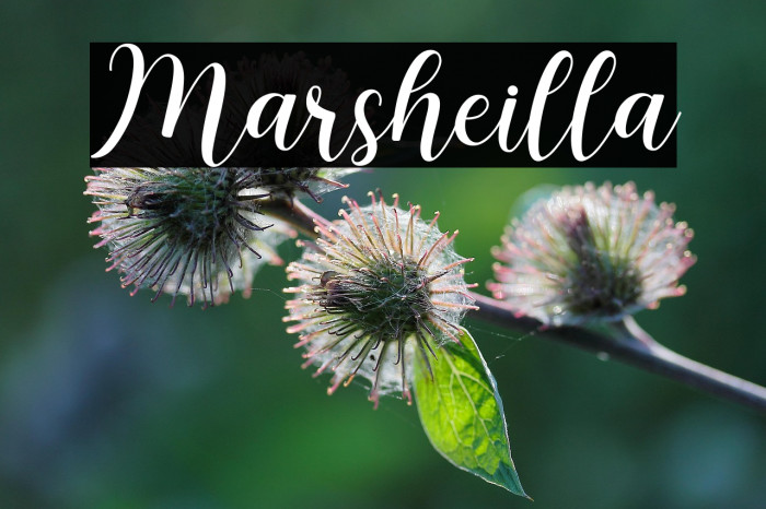 Marsheilla Example 1