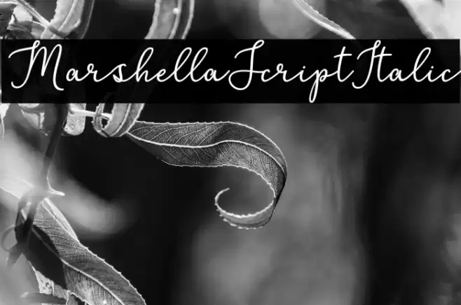 MarshellaScriptItalic خط examples
