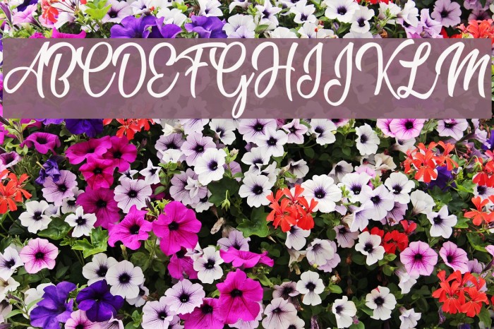 Marshmallow Personal Use Regular Example 1