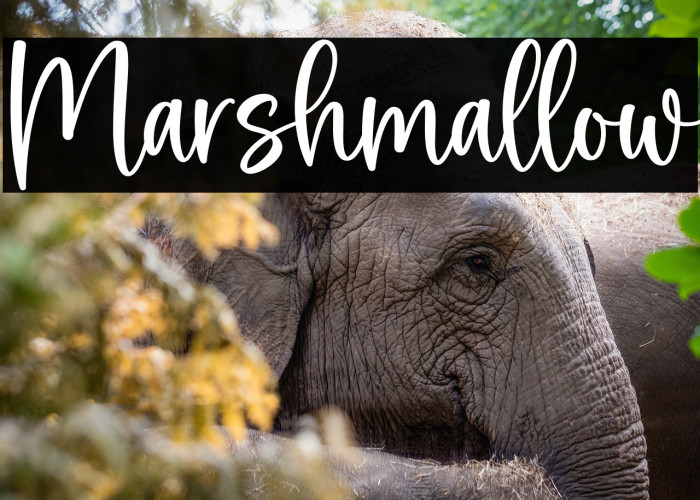 Marshmallow Example 2