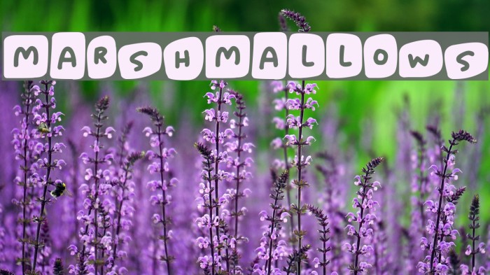 Marshmallows Example 2