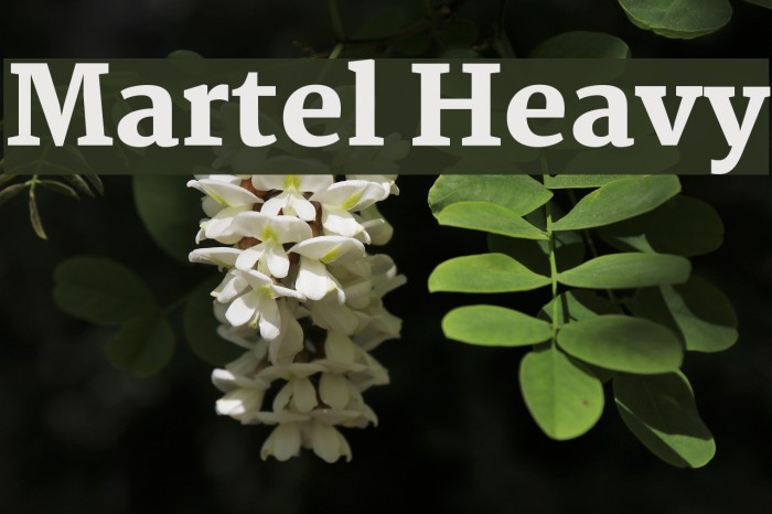 Martel Heavy Font examples