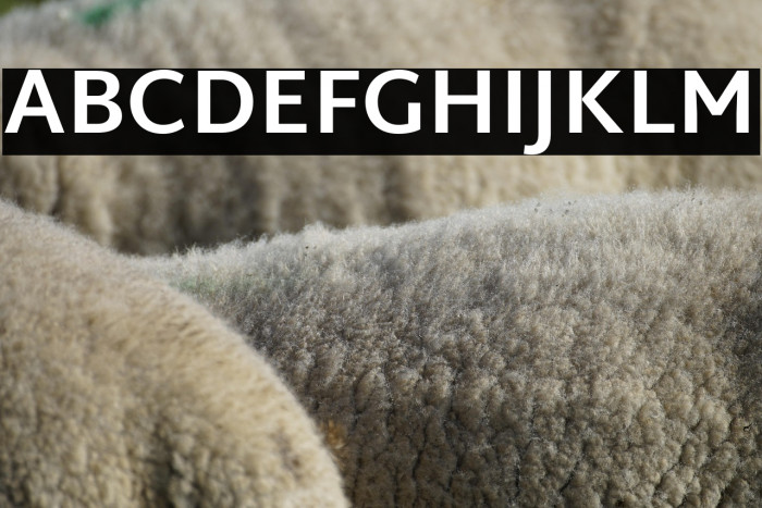 Martel Sans Bold Example 3