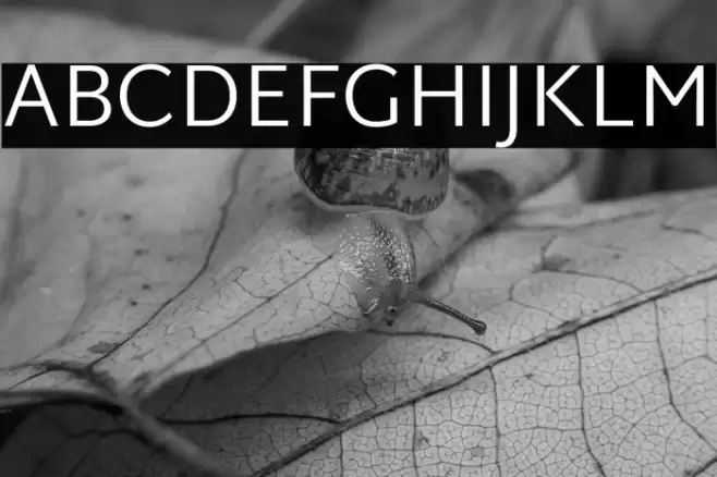 Martel Sans Light Font examples