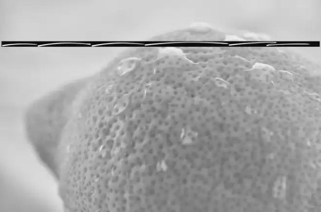 Marthinoul Swash Font examples