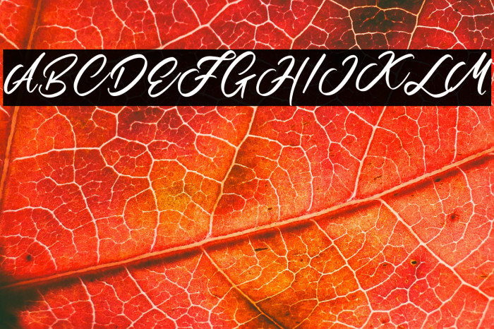 MartialScriptDEMO-Regular Example 3