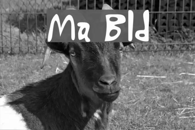 Marty Bold Font examples