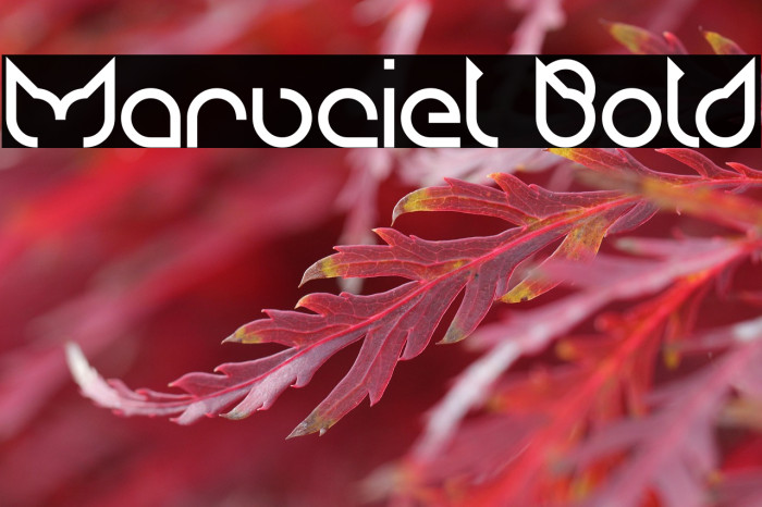 Maruciel Bold Example 2