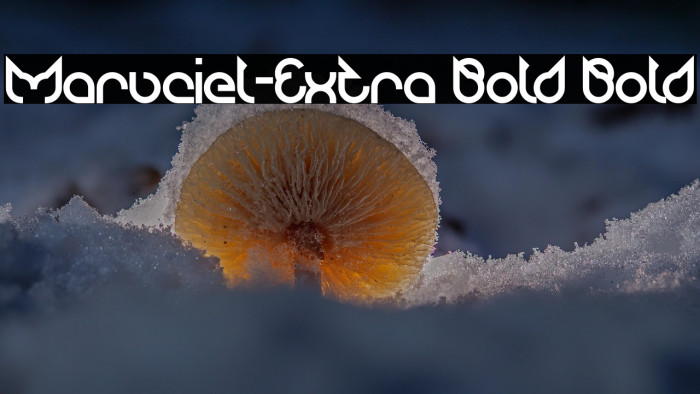 Maruciel-Extra Bold Bold Example 3